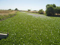 Water hyacinth chokes waterways