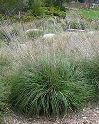 Deer grass (Muhlenbergia rigens) is a native plant suitable for replacing invasive pampasgrass (Cortaderia selloana)