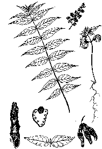 ailanthus-illus
