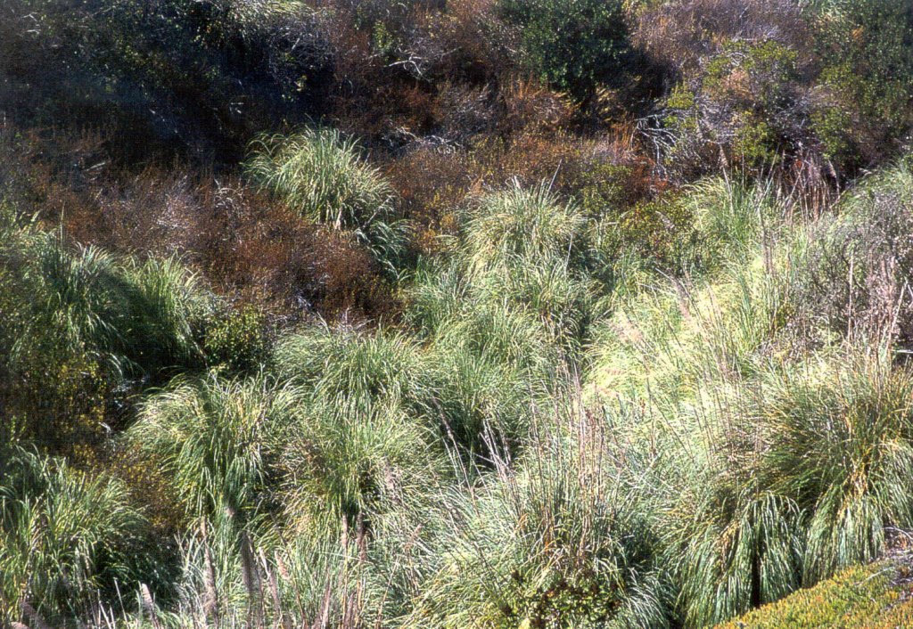 CalIPC Invasive Plants of California's Wildland