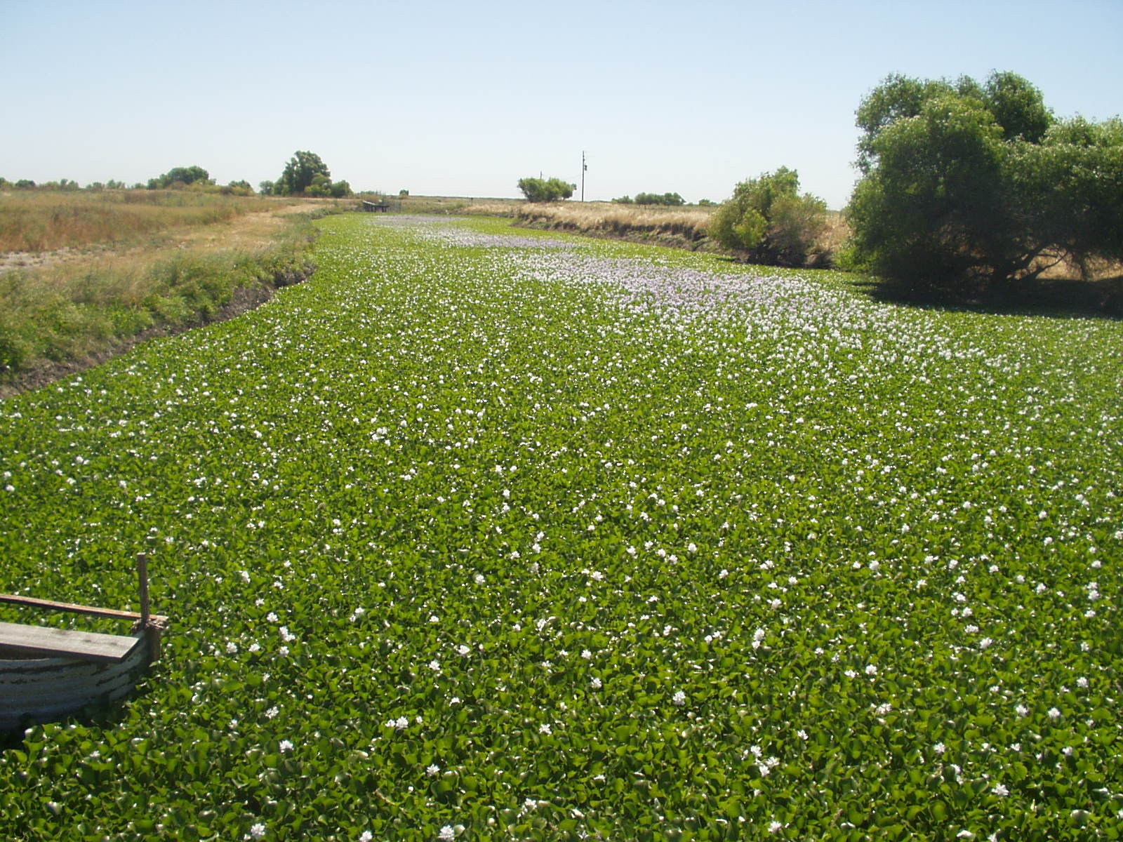 About Invasive Plants California Invasive Plant Council