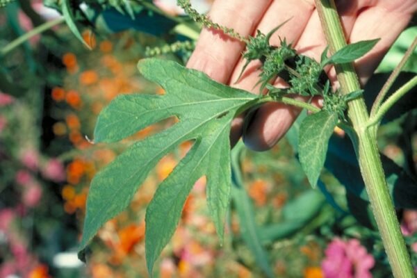 Ambrosia Trifida Profile California Invasive Plant Council