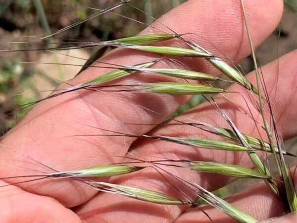 Avena Barbata Profile California Invasive Plant Council