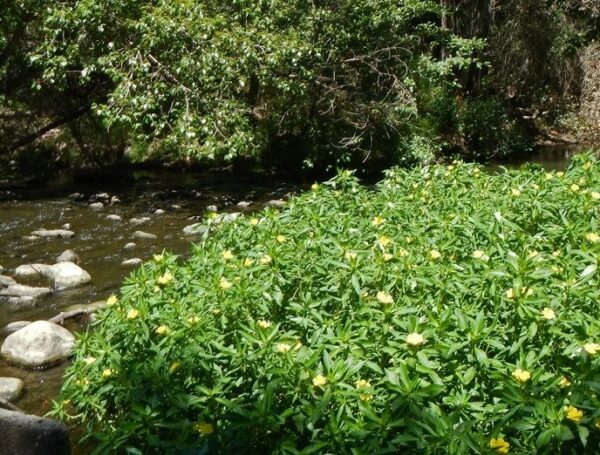 Ludwigia Hexapetala Profile California Invasive Plant Council