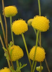 Oncosiphon Pilulifer Profile California Invasive Plant Council