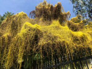 Cuscuta japonica on Schinus molle. Photo credit Joanne Greer