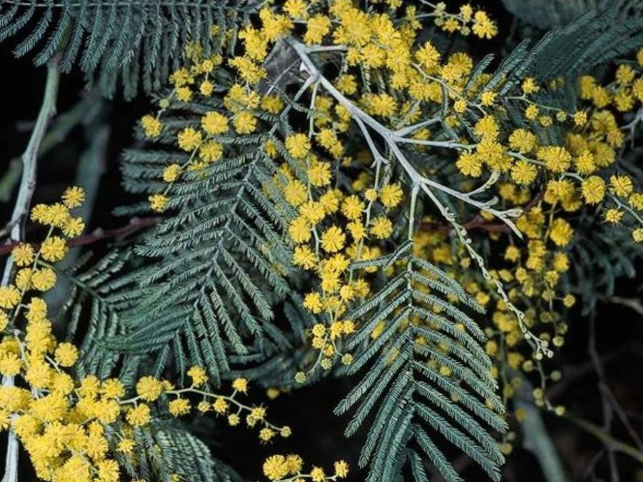 Acacia dealbata Profile – California Invasive Plant Council