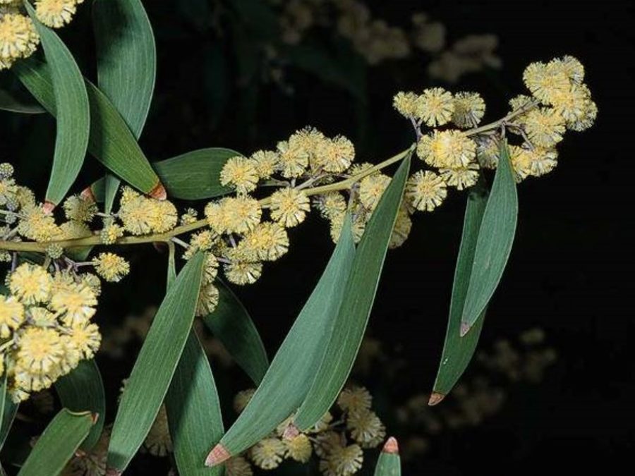 Acacia melanoxylon Profile – California Invasive Plant Council