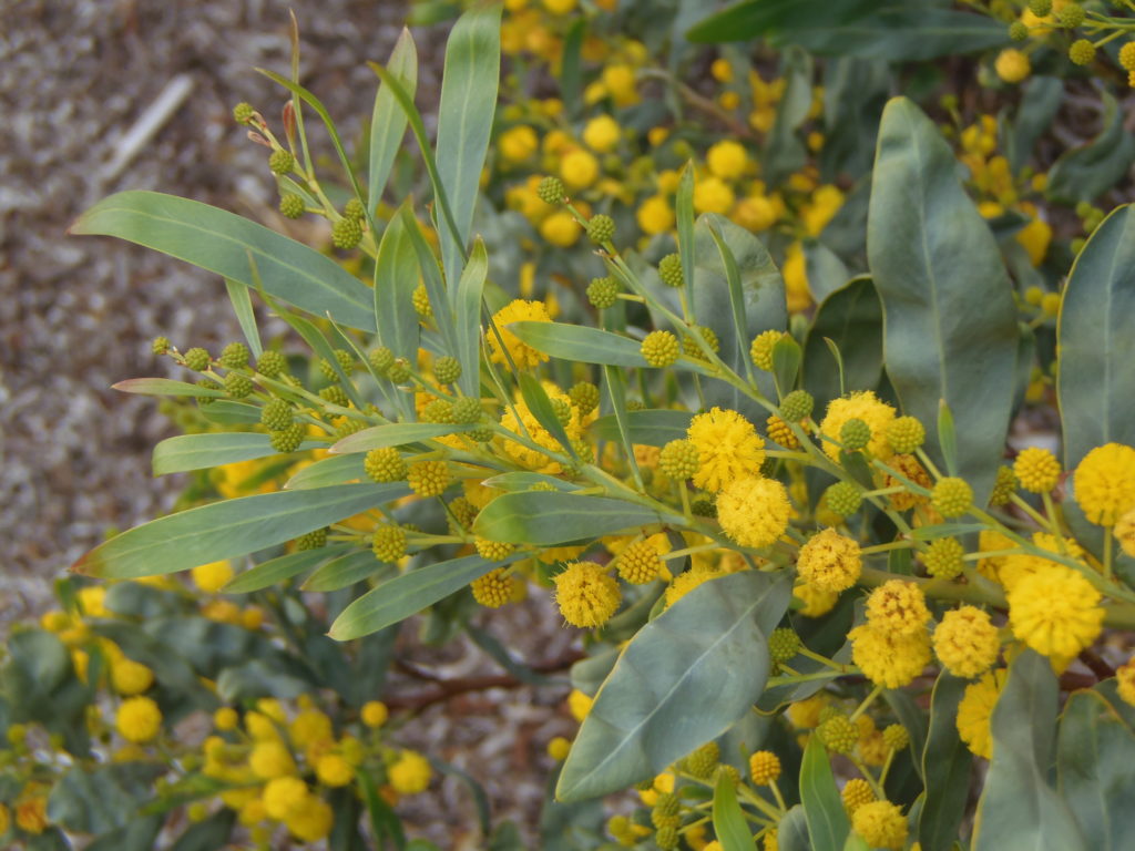 Acacia pycnantha Profile – California Invasive Plant Council