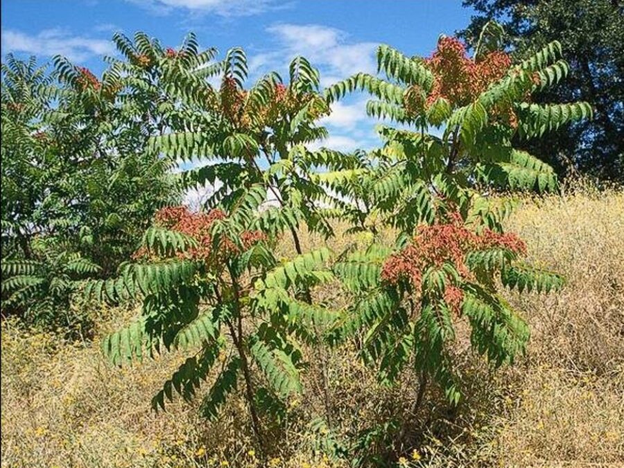 Ailanthus Altissima Profile California Invasive Plant Council   Ailanthus Altissima Tree Of Heaven JM DiTomaso Cropped 900x675 