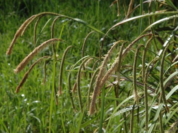 carex-pendula-profile-california-invasive-plant-council