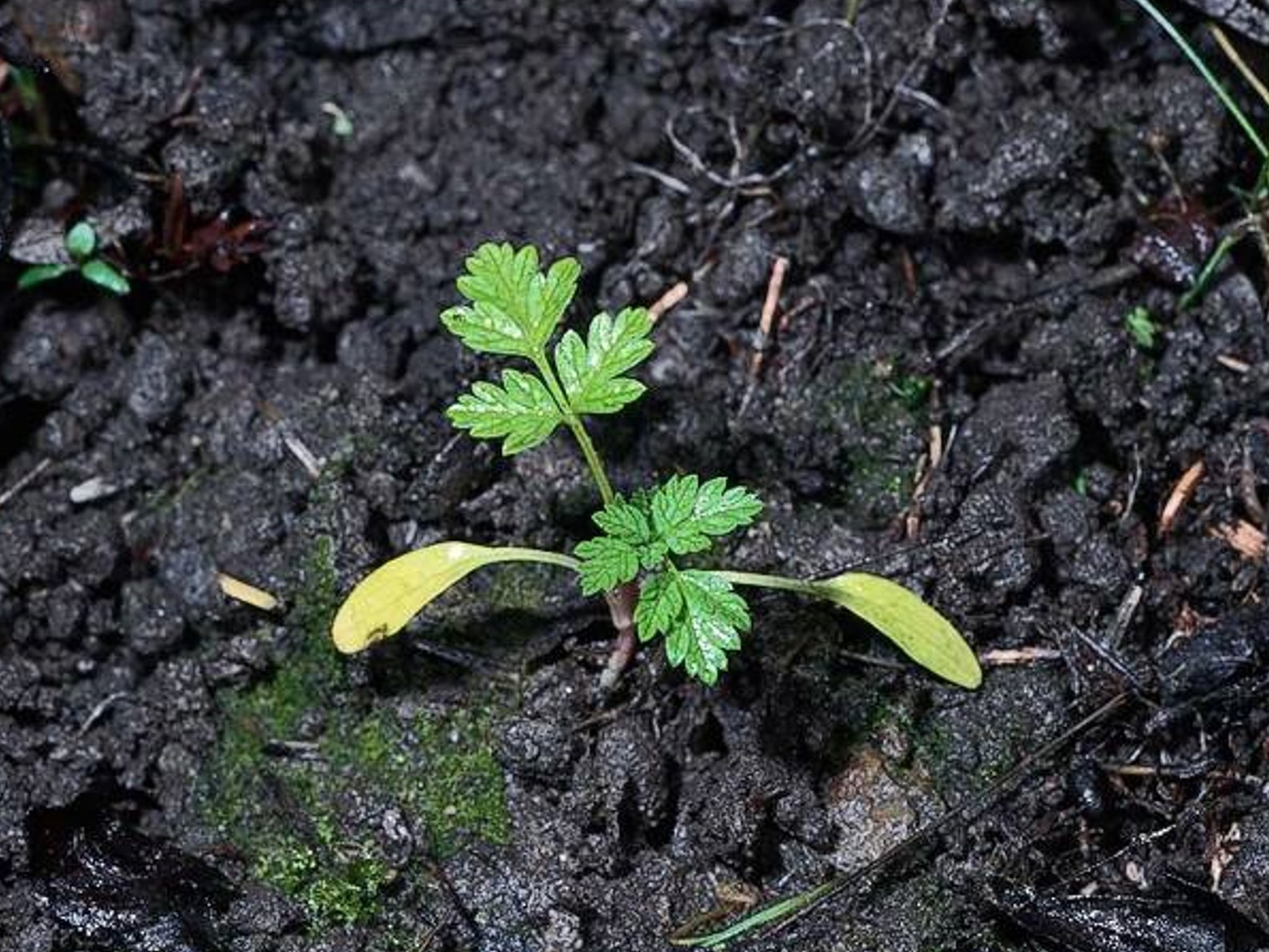 Conium Maculatum poison Hemlock seedling JM DiTomaso California 