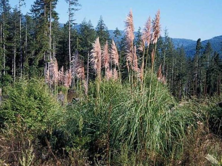 Cortaderia jubata Profile – California Invasive Plant Council