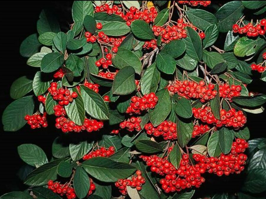 Cotoneaster Lacteus Profile California Invasive Plant Council