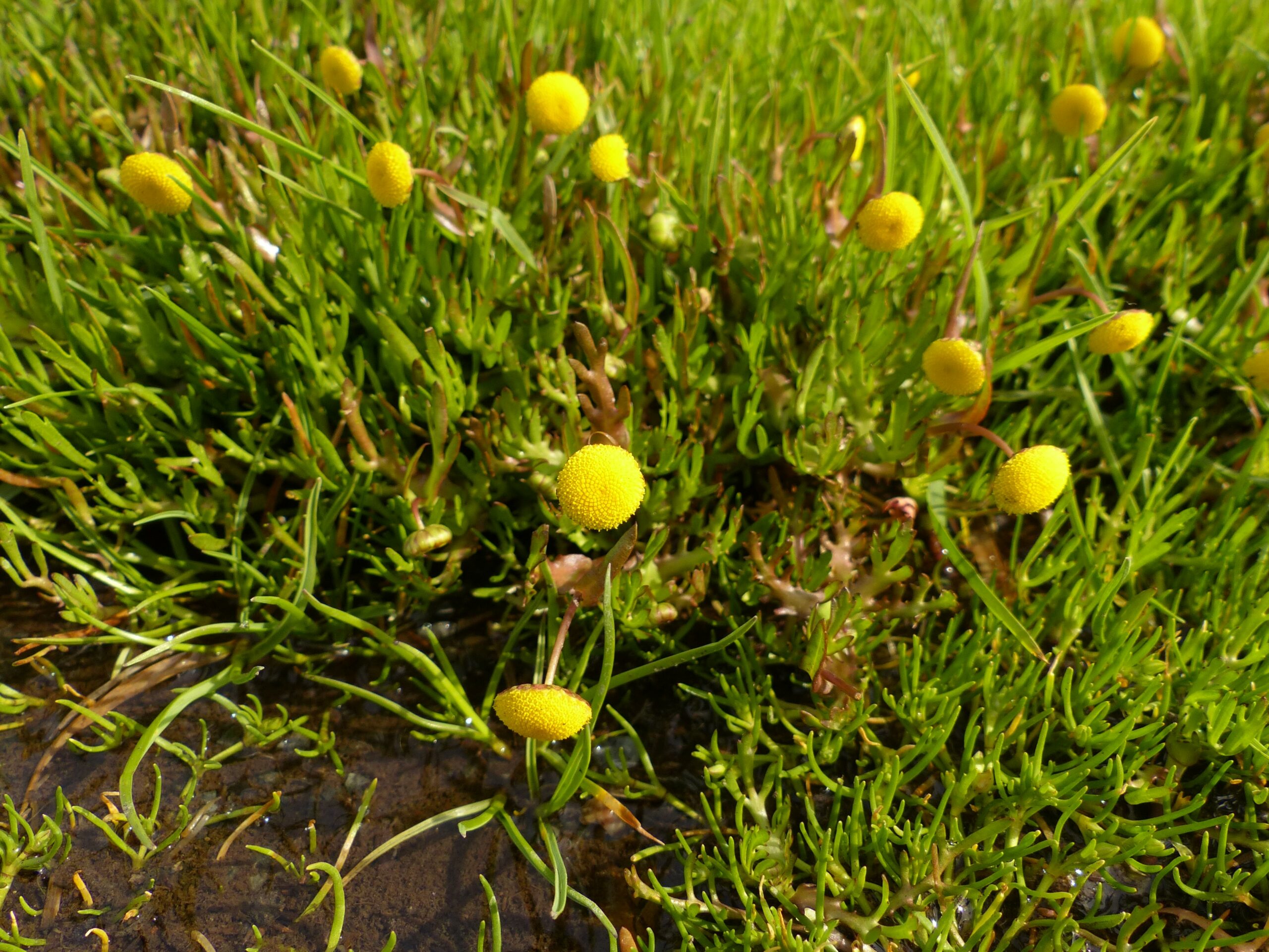 Brass Buttons, Common Brass Buttons: Cotula coronopifolia