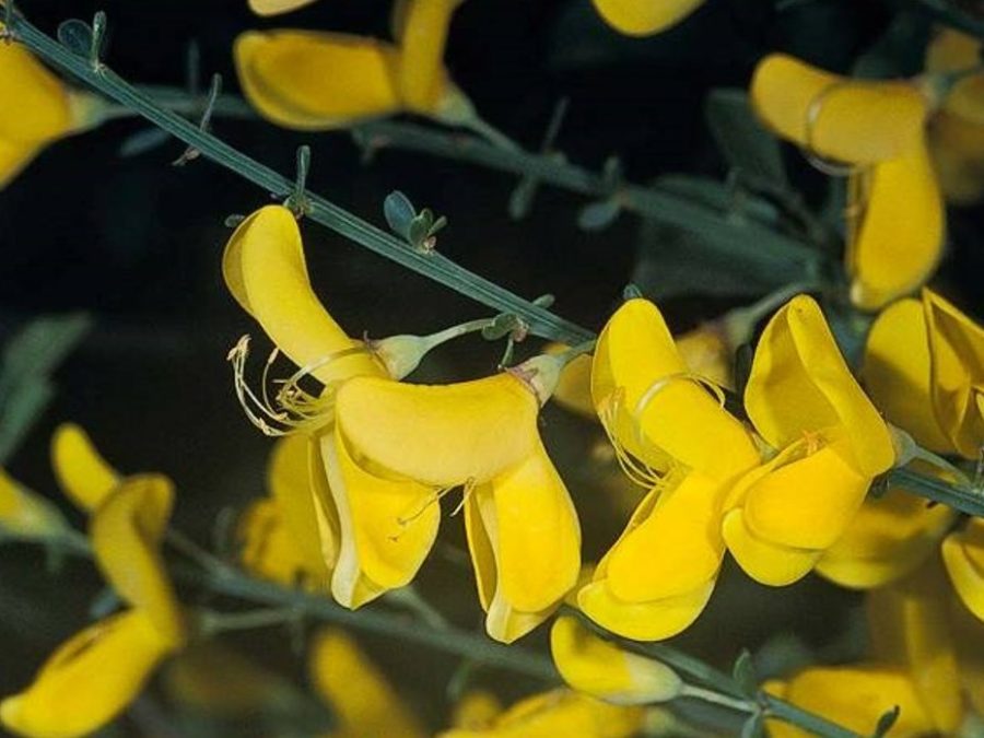 Cytisus scoparius Profile – California Invasive Plant Council