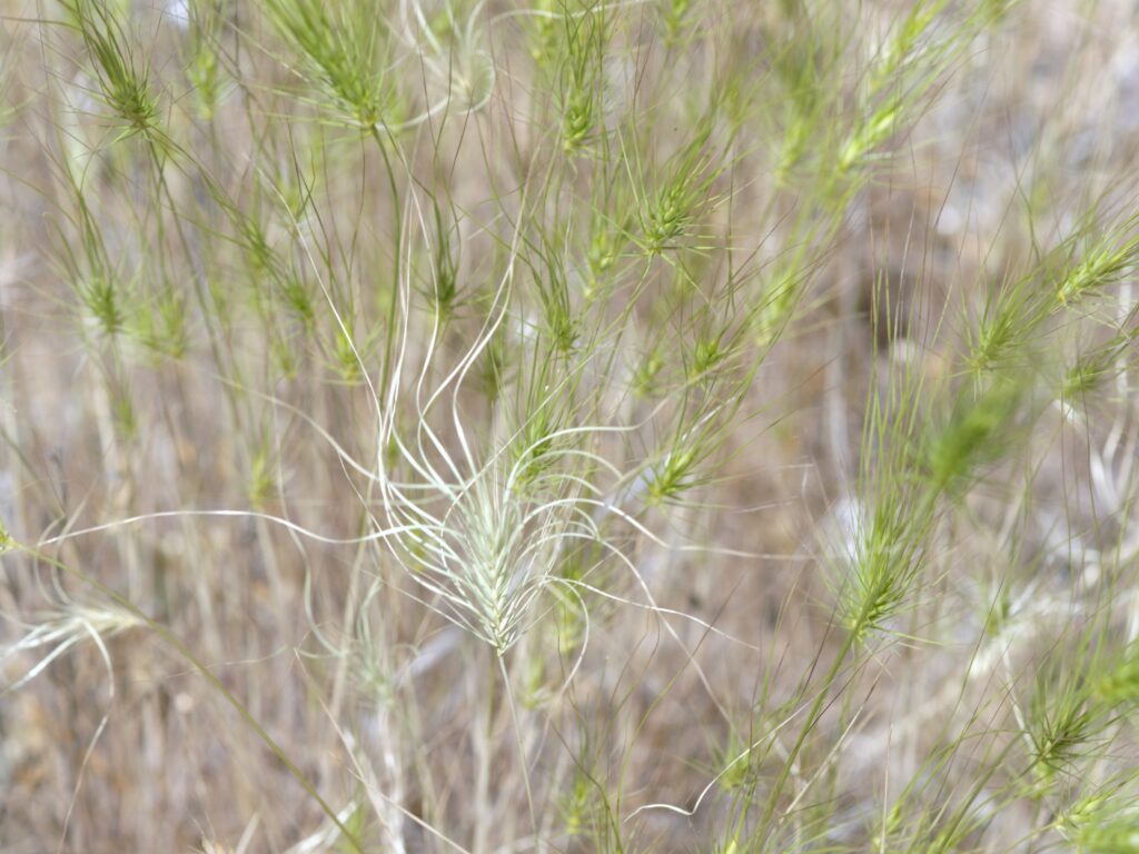 Elymus caput-medusae Profile – California Invasive Plant Council