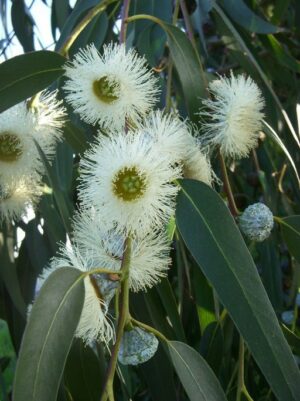 Eucalyptus camaldulensis Profile – California Invasive Plant Council