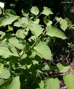 Fallopia japonica Profile – California Invasive Plant Council