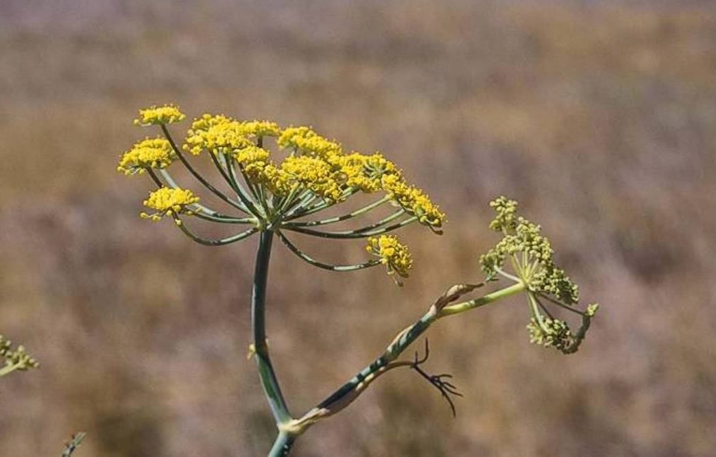 buy-bronze-fennel-foeniculum-vulgare-giant-bronze-foeniculum