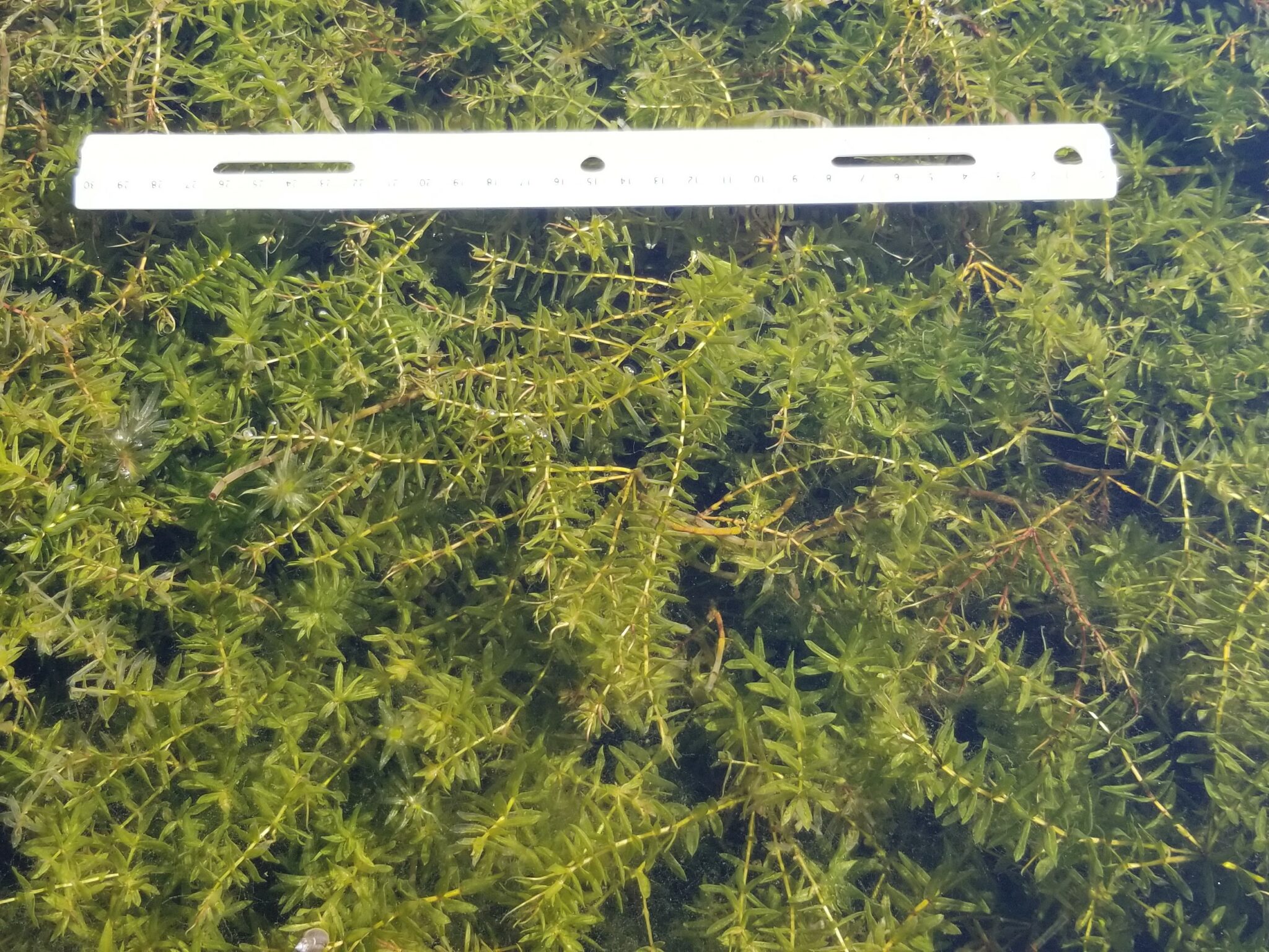 Hydrilla verticillata Profile – California Invasive Plant Council