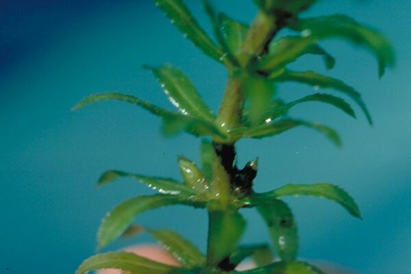 Hydrilla verticillata Profile – California Invasive Plant Council