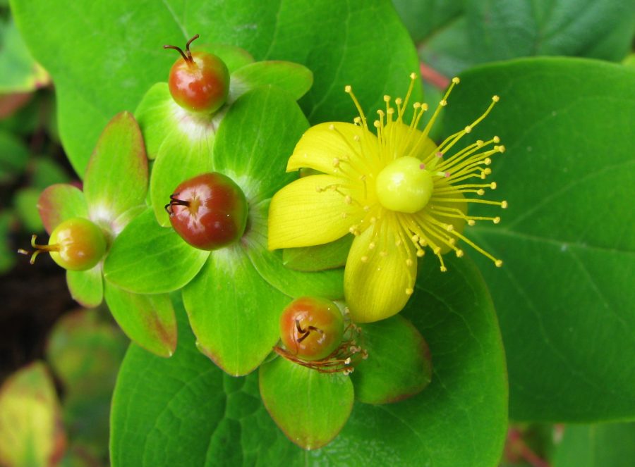 Hypericum androsaemum Profile – California Invasive Plant Council