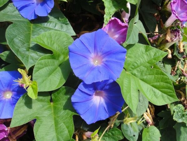 Ipomoea Indica Profile – California Invasive Plant Council