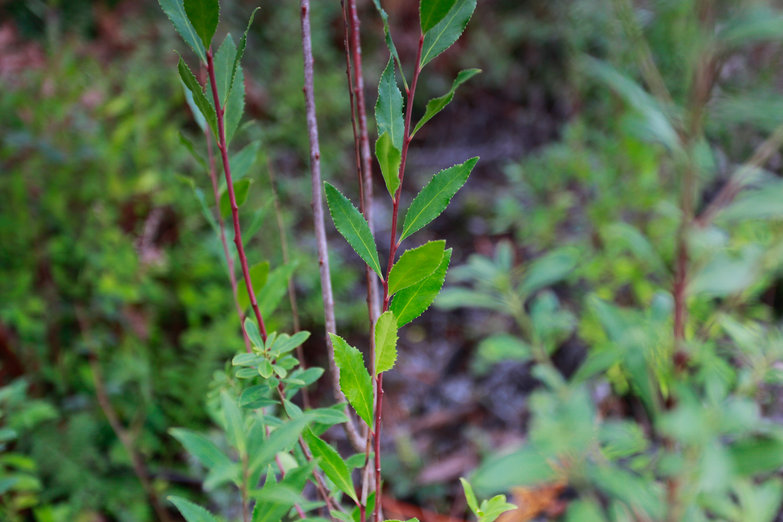 Maytenus boaria Profile – California Invasive Plant Council