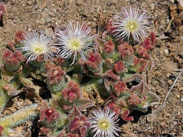 Mesembryanthemum crystallinum Profile – California Invasive Plant Council