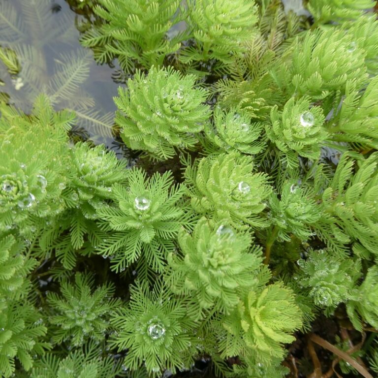 Myriophyllum Aquaticum Profile – California Invasive Plant Council