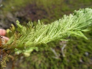 Myriophyllum aquaticum Profile – California Invasive Plant Council