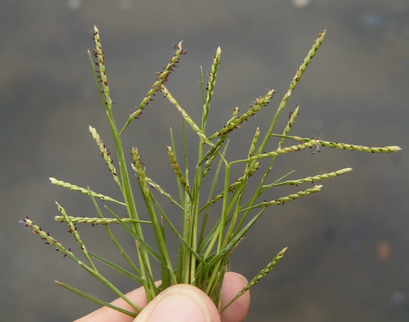 paspalum vaginatum - paspalum vaginatum sod