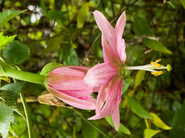 Passiflora Tarminiana Profile California Invasive Plant Council 