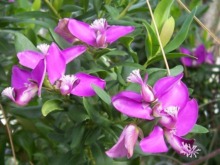 Polygala myrtifolia Profile – California Invasive Plant Council