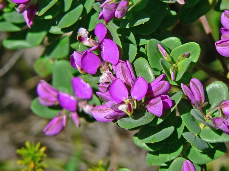 Polygala myrtifolia Profile – California Invasive Plant Council