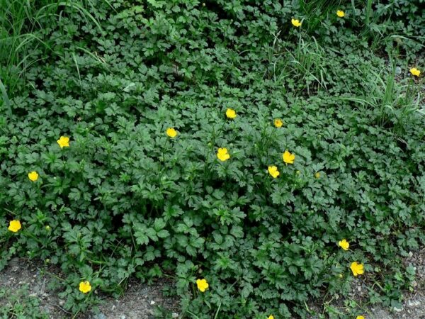 Ranunculus repens Profile – California Invasive Plant Council