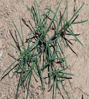 Salsola Tragus Profile – California Invasive Plant Council