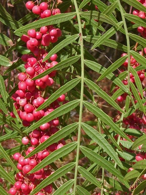 Schinus molle Profile – California Invasive Plant Council