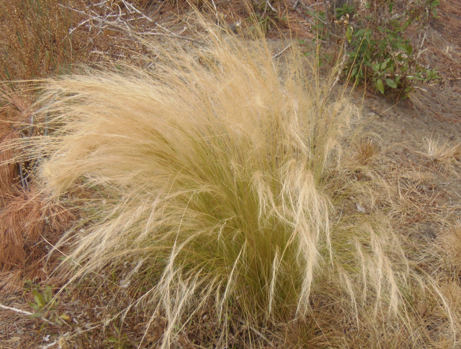 Stipa tenuissima Risk – California Invasive Plant Council