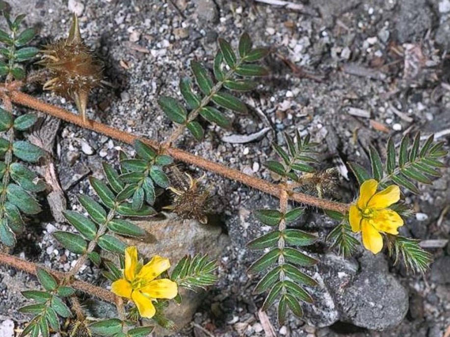 Tribulus terrestris leaves - 50g, Tribulus terrestris
