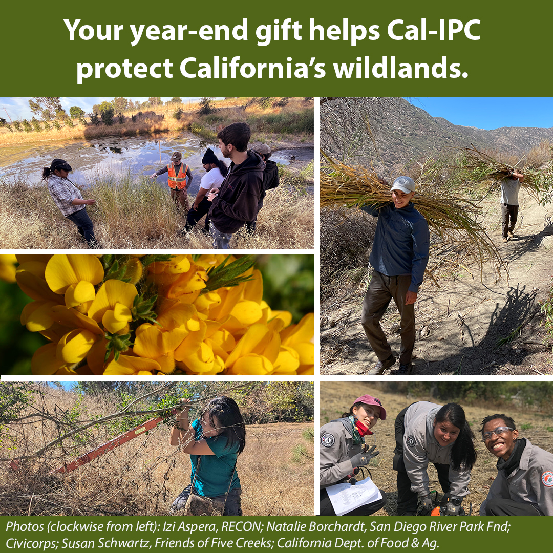 4 images of people pulling weeds hauling Arundo using a weed wrench and one close up of broom. Text overlay: Your year-end gift helps Cal-IPC protect California wildlands