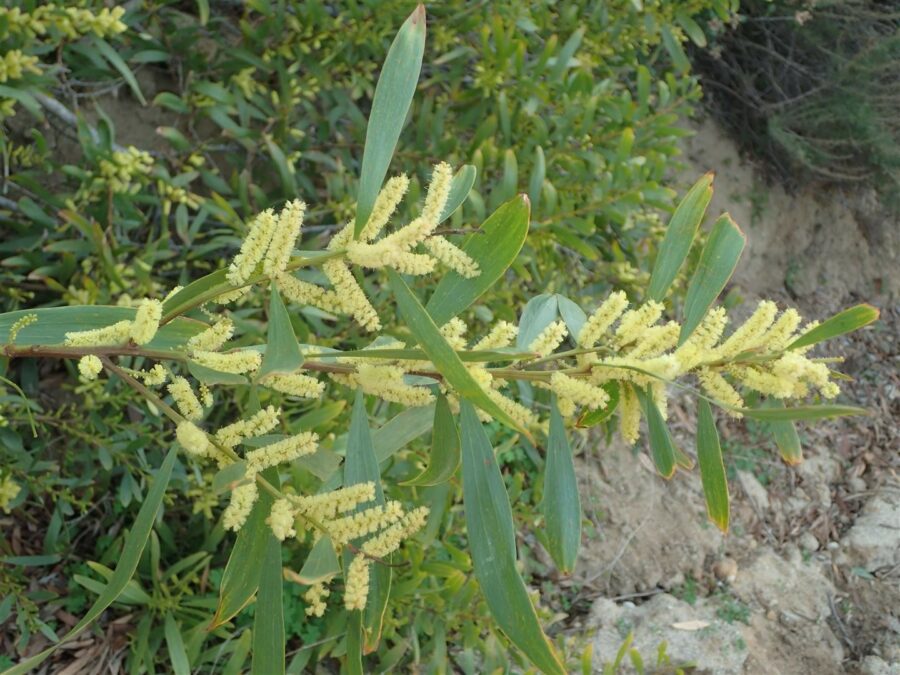 common acacia plant pests prevention and control methods