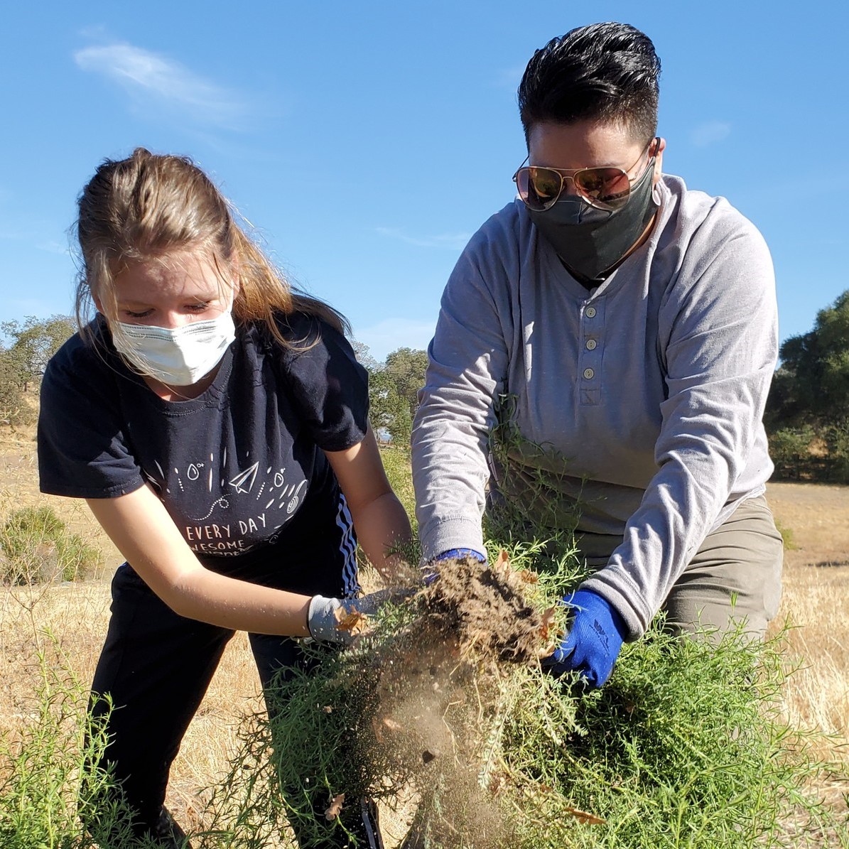 CA State Park Interns Remove Dittrichia Stinkwort Laura Caldwell Crop   CA State Park Interns Remove Dittrichia Stinkwort Laura Caldwell Crop 