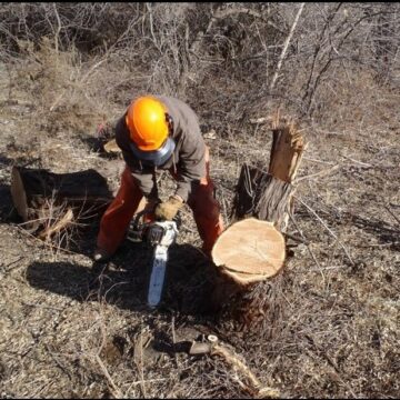A person in protective gear leans over to cut a stump with a chainsaw