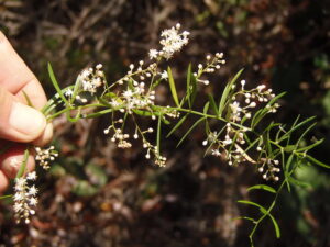 Cotula coronopifolia Profile – California Invasive Plant Council