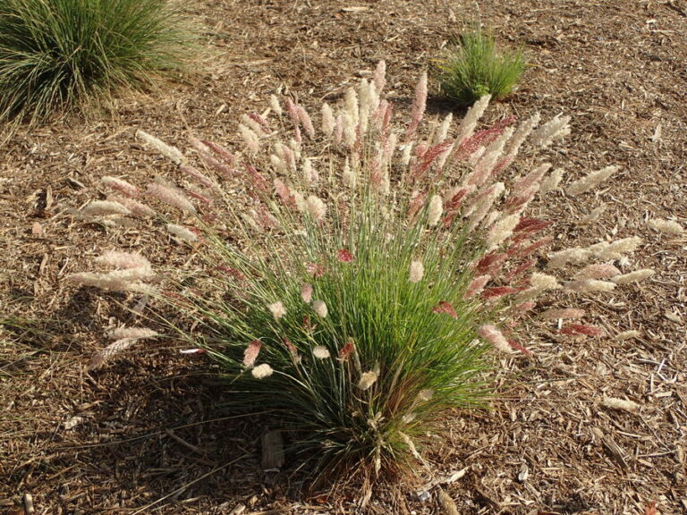 melinis-repens-california-invasive-plant-council