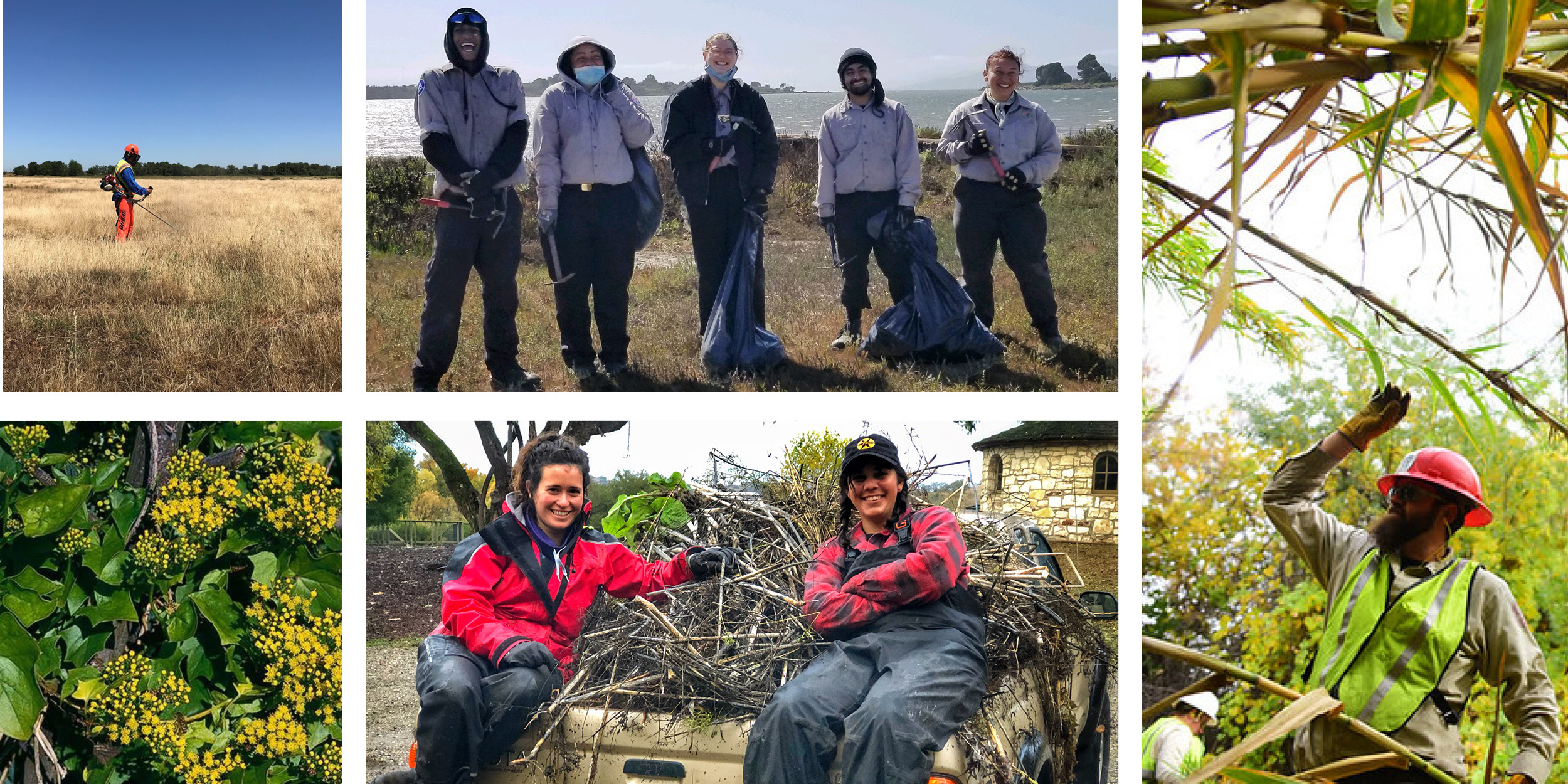 collage of five images person with a weed whacker five Civicorps members with trash bags man in a hard hat with Arundo women with a truck of broom and cape ivy close up