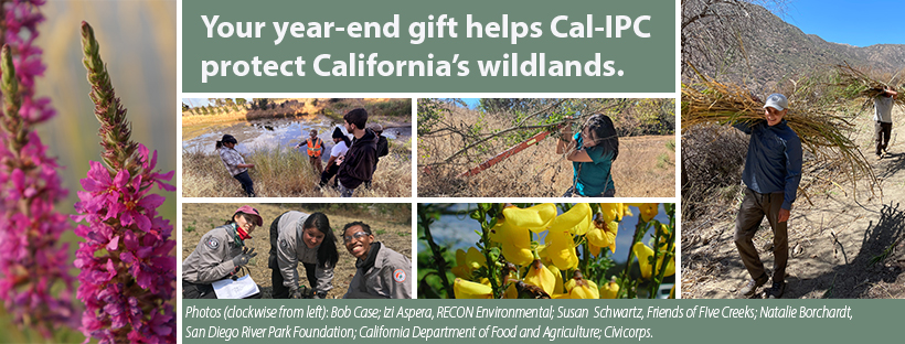 4 images of people pulling weeds in varied landscapes by river on hillside in grassy slopes and two close ups of purple loosestrife and broom. Text overlay "Your year-end gift helps Cal-IPC protect California's wildlands"