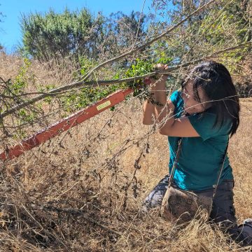 A woman uses an orange weed wrench to pull a large French broom plant in a sunny brown field